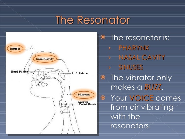 Vocal Anatomy