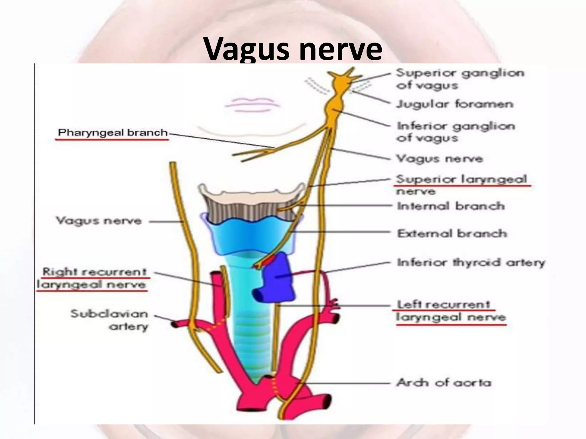 Vagus nerve
 