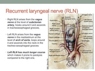 Left Rln Path VOCAL CORD PALSY PRESENTATION ENT TEAM | PPTX