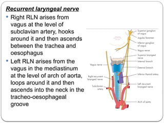 Left Rln Path Vocal cord palsy lecture presentation vcp | PPTX