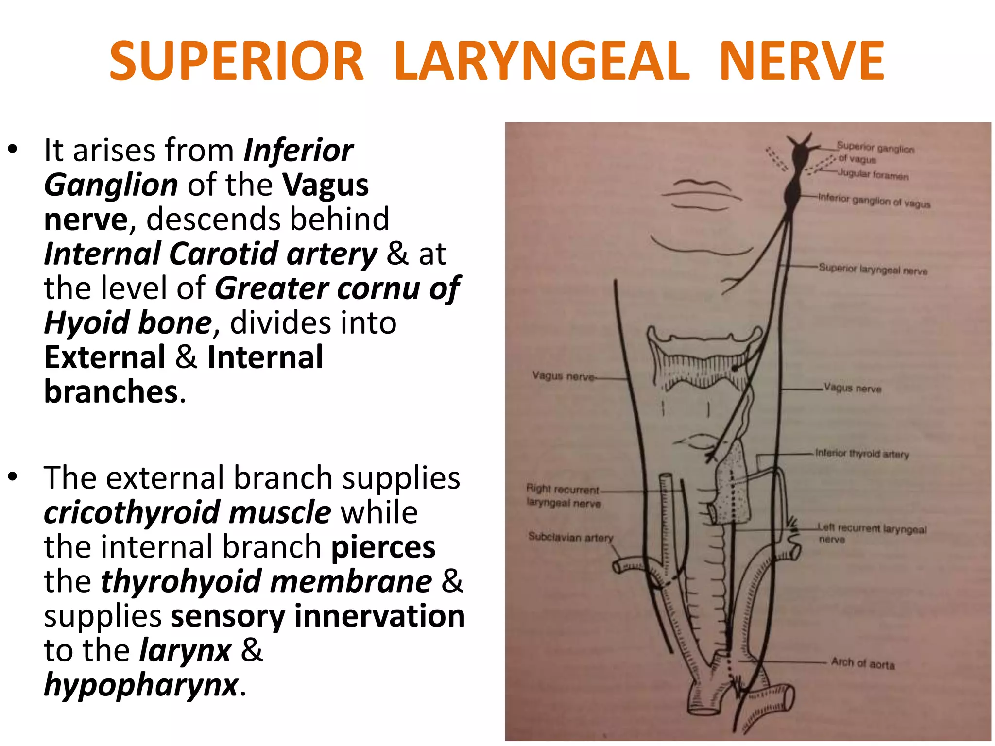 SUPERIOR LARYNGEAL NERVE
• It arises from Inferior
Ganglion of the Vagus
nerve, descends behind
Internal Carotid artery & at
the level of Greater cornu of
Hyoid bone, divides into
External & Internal
branches.
• The external branch supplies
cricothyroid muscle while
the internal branch pierces
the thyrohyoid membrane &
supplies sensory innervation
to the larynx &
hypopharynx.
 