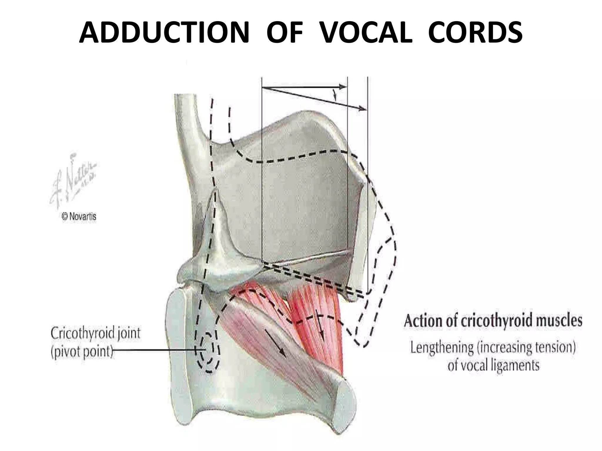 ADDUCTION OF VOCAL CORDS
 