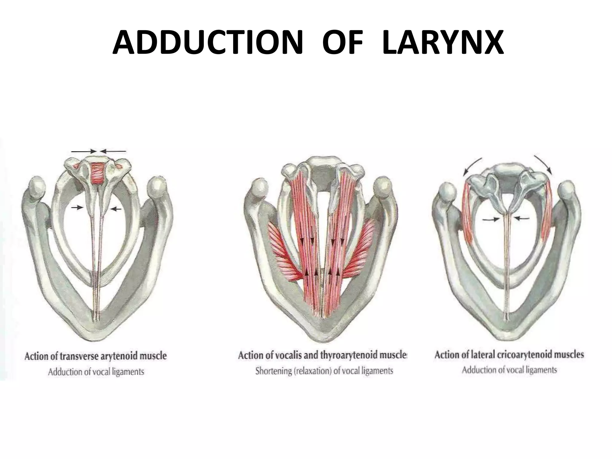 ADDUCTION OF LARYNX
 
