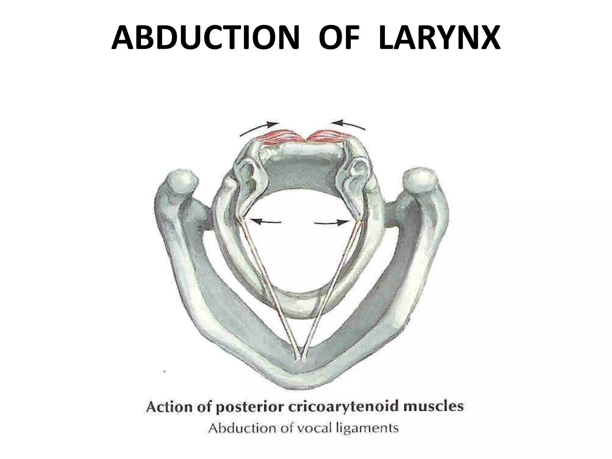 ABDUCTION OF LARYNX
 