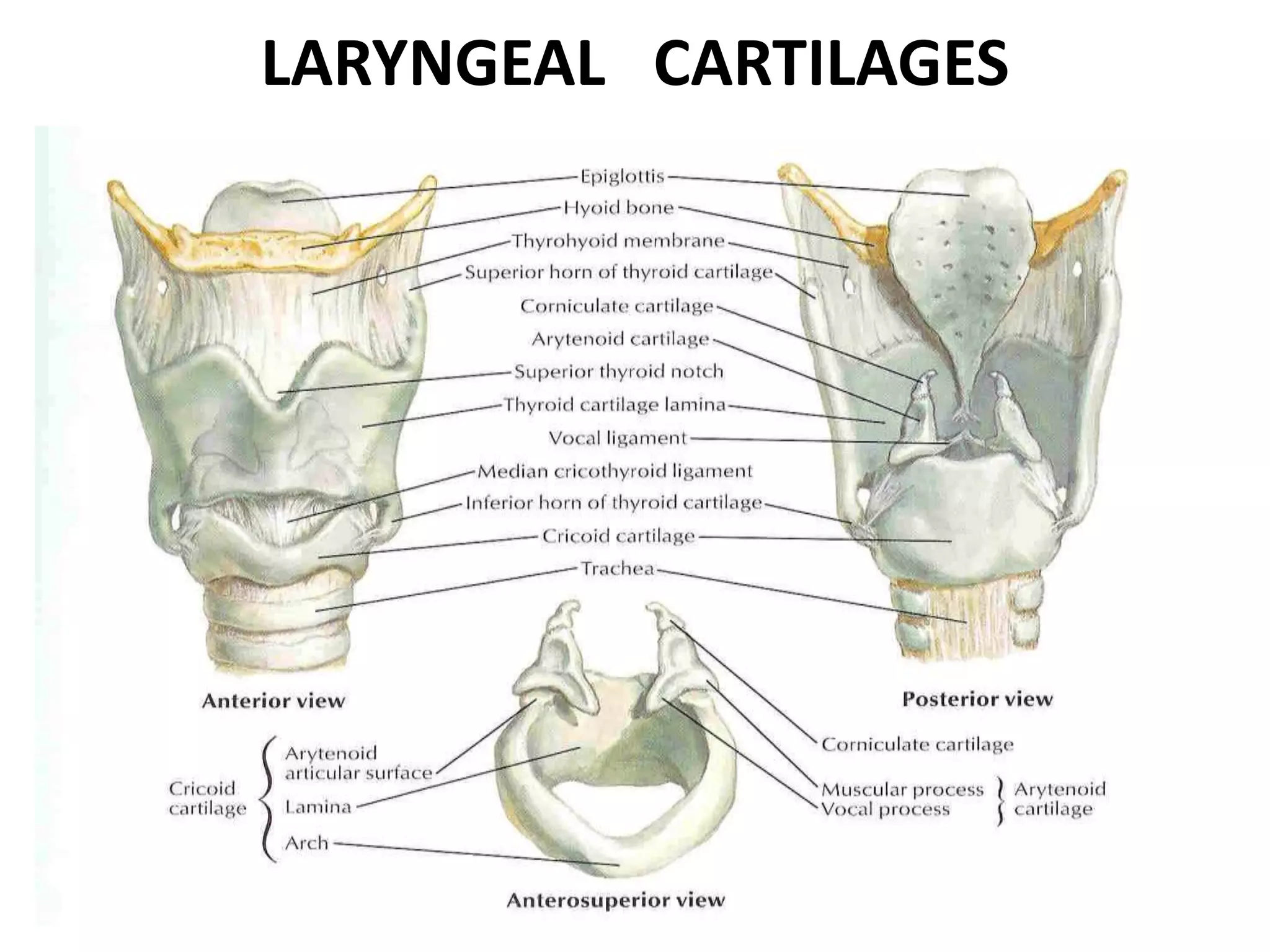 LARYNGEAL CARTILAGES
 