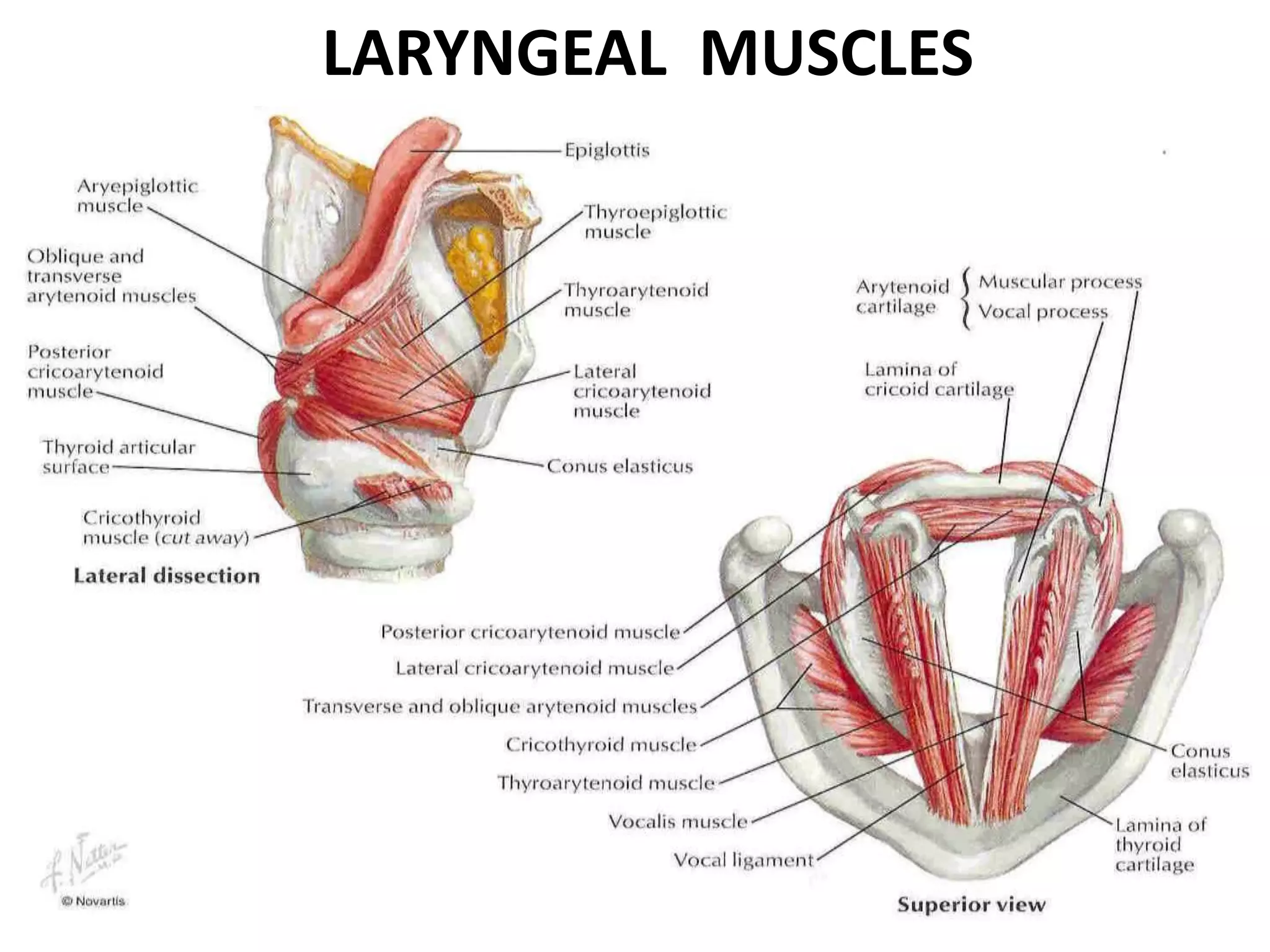 LARYNGEAL MUSCLES
 