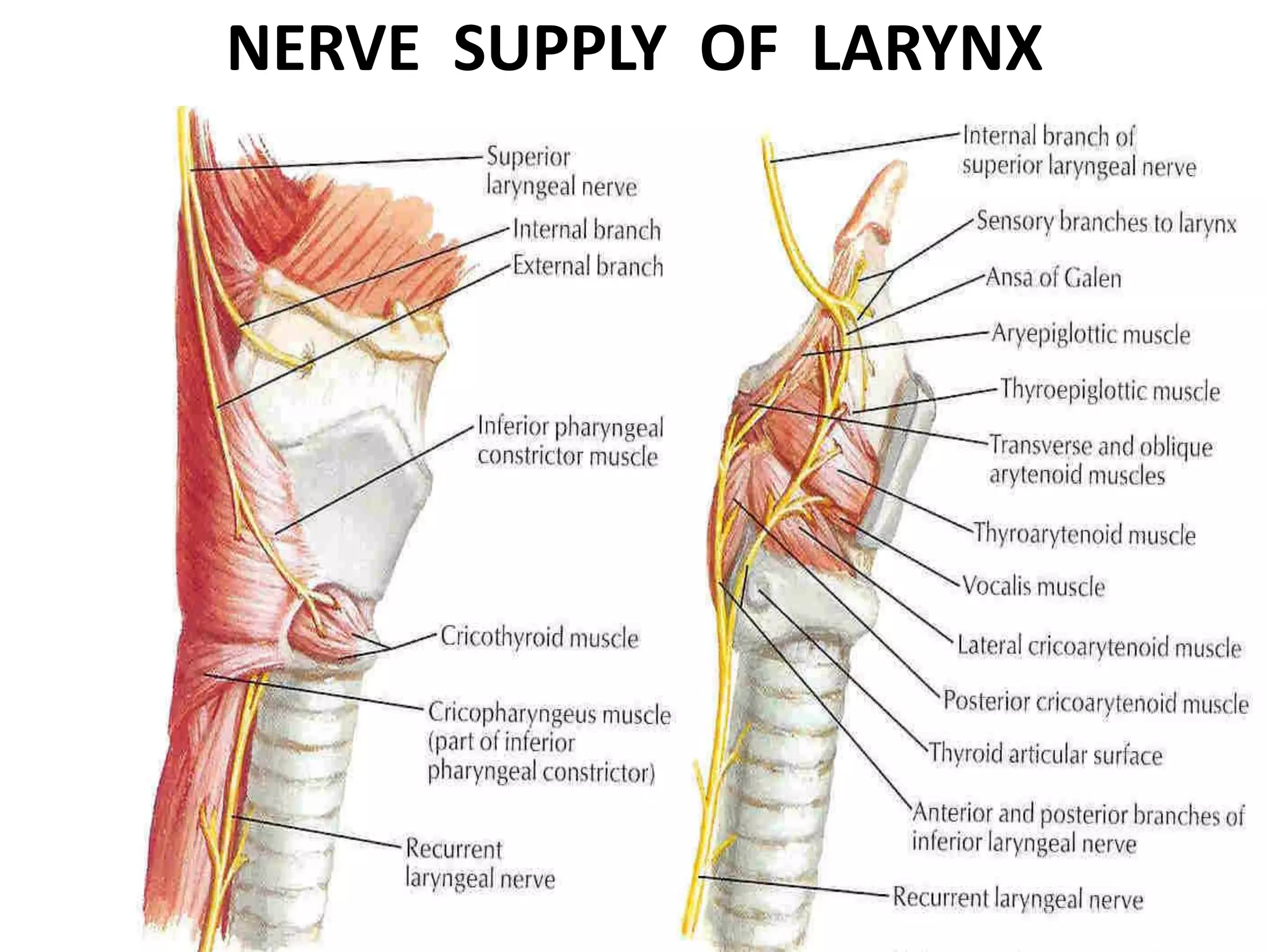 NERVE SUPPLY OF LARYNX
 