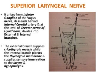 SUPERIOR LARYNGEAL NERVE
• It arises from Inferior
Ganglion of the Vagus
nerve, descends behind
Internal Carotid artery & at
the level of Greater cornu of
Hyoid bone, divides into
External & Internal
branches.
• The external branch supplies
cricothyroid muscle while
the internal branch pierces
the thyrohyoid membrane &
supplies sensory innervation
to the larynx &
hypopharynx.
 