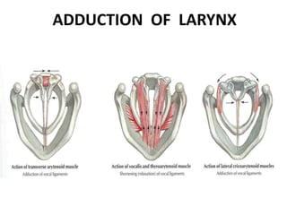 ADDUCTION OF LARYNX
 