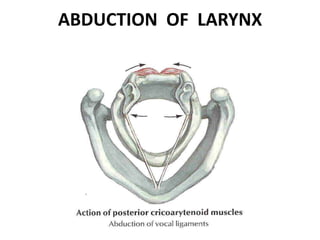 ABDUCTION OF LARYNX
 