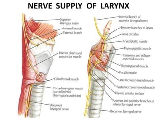 NERVE SUPPLY OF LARYNX
 