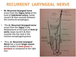 RECURRENT LARYNGEAL NERVE
• Rt. Recurrent laryngeal nerve
arises from the Vagus nerve at the
level of Subclavian artery, hooks
round it & then ascends between
the trachea & oesophagus.
• The Lt. Recurrent laryngeal nerve
arises from the Vagus in the
Mediastinum at the level of Arch of
aorta, loops round it & then
ascends into the neck in the
tracheo-oesophageal groove.
• Thus, Lt. Recurrent Laryngeal
Nerve has a much longer course
which makes it more prone to
paralysis as compared to the right
one.
 