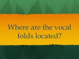 Where are the vocal folds located?