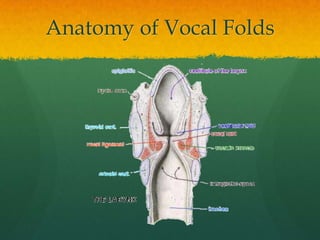 Anatomy of Vocal Folds