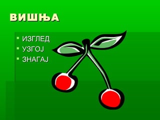 ВИШЊА
 ИЗГЛЕД
 УЗГОЈ
 ЗНАГАЈ

 