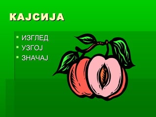 КАЈСИЈА
 ИЗГЛЕД
 УЗГОЈ
 ЗНАЧАЈ

 
