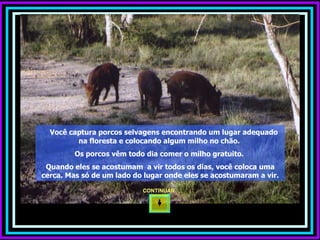 Você captura porcos selvagens encontrando um lugar adequado na floresta e colocando algum milho no chão.  Os porcos vêm todo dia comer o milho gratuito.  Quando eles se acostumam  a vir todos os dias, você coloca uma cerca. Mas só de um lado do lugar onde eles se acostumaram a vir. CONTINUAR  
