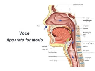 Voce
Apparato fonatorio
 