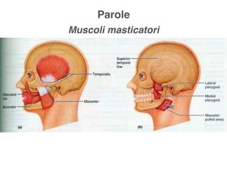 Parole
Muscoli masticatori
 