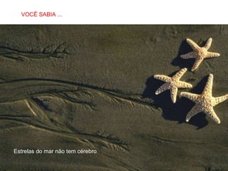 Estrelas do mar não tem cérebro VOCÊ SABIA ... 