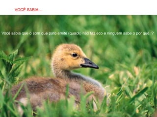 SABIAS QUE…
       VOCÊ SABIA ...




Você sabia que o som que pato emite (quack) não faz eco e ninguém sabe o por quê. ?
 