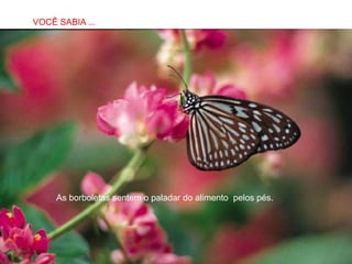 SABIAS QUE…
VOCÊ SABIA ...




    As borboletas sentem o paladar do alimento pelos pés.
 