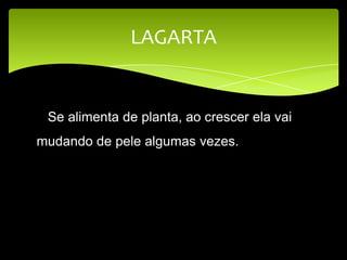 Se alimenta de planta, ao crescer ela vai
mudando de pele algumas vezes.
LAGARTA
 
