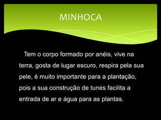MINHOCA
Tem o corpo formado por anéis, vive na
terra, gosta de lugar escuro, respira pela sua
pele, é muito importante para a plantação,
pois a sua construção de tunes facilita a
entrada de ar e água para as plantas.
 