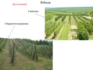 ВоћњакГде се налази?
У брдовитим крајевима
У равници
 