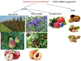 Које биљке се гаје у воћњаку? ВОЋКЕ, воће је плод воћке
СОЧНО
СУВО
ЈАБУЧАСТО КОШТИЧАВО ЈАГОДИЧАСТО
 