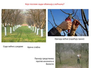 Које послове људи обављају у воћњаку?
Саде воћке у редове Крече стабла
Орезују воћке (скраћују гране)
Прскају средствима
против инсеката и
болести
 