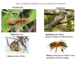 Које су животиње пожељне, а које непожељне у воћњаку?
НЕПОЖЕЉНЕ ПОЖЕЉНЕ
Губар једе лист.
Зец једе кору стабла.
Кукавица једе губара.
Дневно поједе око 200 инсеката.
Пчела опрашује цвет воћке и тако
омогућава настанак плода.
 