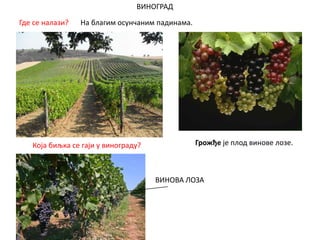 ВИНОГРАД
Која биљка се гаји у винограду?
ВИНОВА ЛОЗА
Грожђе је плод винове лозе.
Где се налази? На благим осунчаним падинама.
 