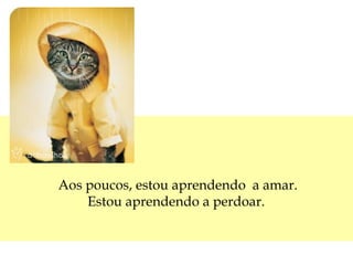 Aos poucos, estou aprendendo  a amar. Estou aprendendo a perdoar.  