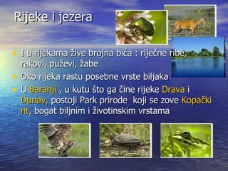 Rijeke i jezera  I u rijekama žive brojna bića : riječne ribe, rakovi, puževi, žabe Oko rijeka rastu posebne vrste biljaka U  Baranji  , u kutu što ga čine rijeke  Drava  i  Dunav,  postoji Park prirode  koji se zove  Kopački rit , bogat biljnim i životinskim vrstama 