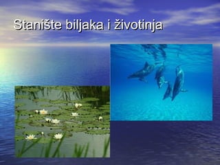 Stanište biljaka i životinja

 