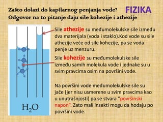 Zašto dolazi do kapilarnog penjanja vode?
Odgovor na to pitanje daju sile kohezije i athezije
                  Sile athezije su međumolekulske sile između
                  dva materijala (voda i staklo).Kod vode su sile
                  athezije vede od sile kohezije, pa se voda
                  penje uz menzuru.
                  Sile kohezije su međumolekulske sile
                  između samih molekula vode i jednake su u
                  svim pravcima osim na površini vode.

                  Na površini vode međumolekulske sile su
                  jače (jer nisu usmerene u svim pravcima kao
                  u unutrašnjosti) pa se stvara “površinski
                  napon”. Zato mali insekti mogu da hodaju po
                  površini vode.
 