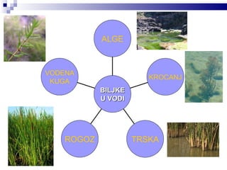 VODENA KUGA ROGOZ TRSKA KROCANJ ALGE BILJKE U VODI 