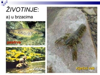 ŽIVOTINJE :  a) u brzacima  riječni rak pastrva vidra 