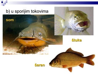 b) u sporijim tokovima  som šaran štuka 