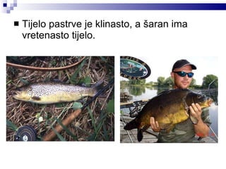Tijelo pastrve je klinasto, a šaran ima vretenasto tijelo.  