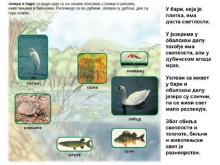 У бари, која је
плитка, има
доста светлости.
У језерима у
обалском делу
такође има
светлости, али у
дубинском влада
мрак.
Услови за живот
у бари и
обалском делу
језера су слични,
па се живи свет
мало разликује.
Због обиља
светлости и
топлоте, биљни
и животињски
свет је
разноврстан.
 
