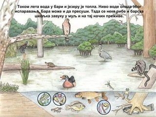 Током лета вода у бари и језеру је топла. Ниво воде опада због
испаравања. Бара може и да пресуши. Тада се неке рибе и барска
шкољка завуку у муљ и на тај начин преживе.
 