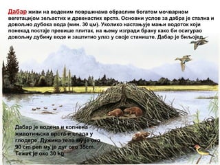 Дабар живи на воденим површинама обраслим богатом мочварном
вегетацијом зељастих и дрвенастих врста. Основни услов за дабра је стална и
довољно дубока вода (мин. 30 цм). Уколико настањује мањи водоток који
понекад постаје превише плитак, на њему изгради брану како би осигурао
довољну дубину воде и заштитио улаз у своје станиште. Дабар је биљојед.
Дабар је водена и копнена
животињска врста и спада у
глодаре. Дужина тела му је око
90 cm реп му је дуг око 35cm.
Тежак је око 30 kg.
 