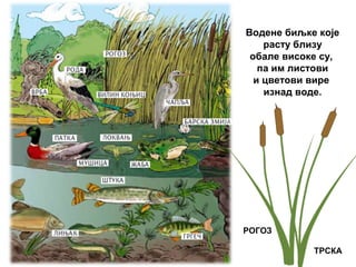 Водене биљке које
расту близу
обале високе су,
па им листови
и цветови вире
изнад воде.
РОГОЗ
ТРСКА
 