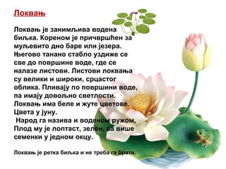 Локвањ
Локвањ је занимљива водена
биљка. Кореном је причвршћен за
муљевито дно баре или језера.
Његово танано стабло уздиже се
све до површине воде, где се
налазе листови. Листови локвања
су велики и широки, срцастог
облика. Пливају по површини воде,
па имају довољно светлости.
Локвањ има беле и жуте цветове.
Цвета у јуну.
Народ га назива и воденом ружом.
Плод му је лоптаст, зелен, са више
семенки у једном окцу.
Локвањ је ретка биљка и не треба га брати.
 