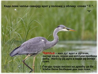 Чапља – има дуг врат и дугачак,
оштар кљун, којим као копљем пробада
рибу. Ноге су јој дуге и перје јој остаје
суво.
Гнездо гради високо на дрвећу да би
птићи били безбедни док она лови.
Када лове чапље савијају врат у положај у облику слова '' С ''. 
“S”
 