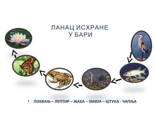 • ЛОКВАЊ – ЛЕПТИР – ЖАБА – ЗМИЈА – ШТУКА - ЧАПЉА
ЛАНАЦ ИСХРАНЕ
У БАРИ
 
