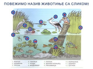 !ПОВЕЖИМО НАЗИВ ЖИВОТИЊЕ СА СЛИКОМ
3
10
7
8
1
2
4
5
6
9 11
12
 