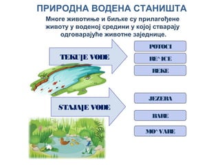 STAJA]E VODE
TEKU]E VODE
POTOCI
RE^ICE
REKE
BARE
MO^VARE
JEZERA
ПРИРОДНА ВОДЕНА СТАНИШТА
Многе животиње и биљке су прилагођене
животу у воденој средини у којој стварају
одговарајуће животне заједнице.
 